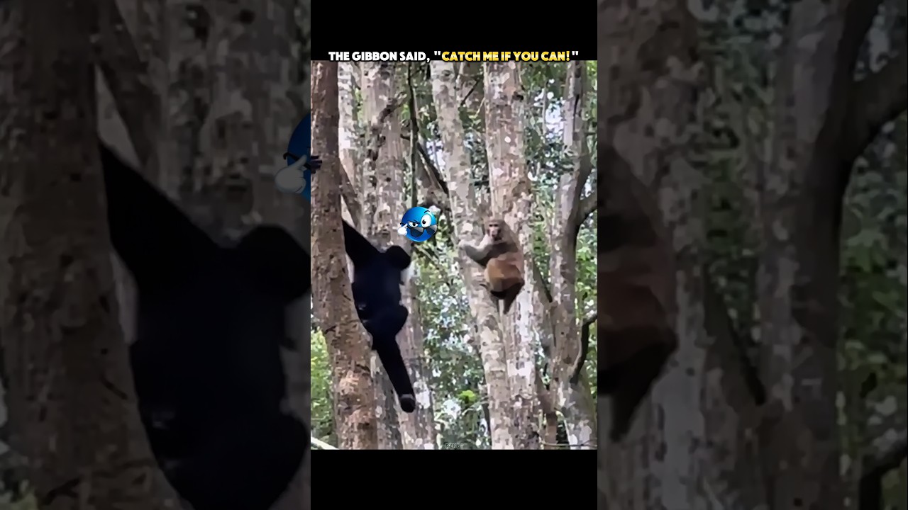 The Monkey Chased the Wrong Gibbon! 😳 #trending #animals #wildlife #monkey #youtubeshorts