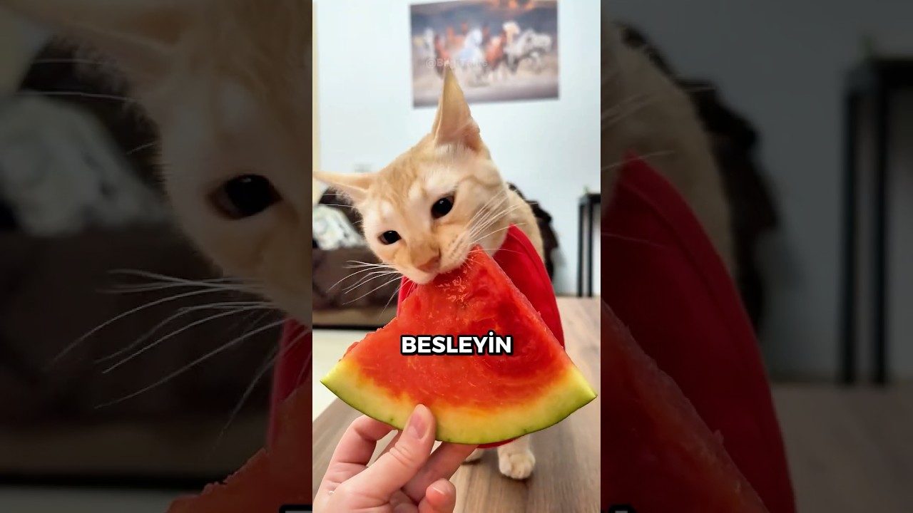 Kedinize Asla YAPMAMANIZ Gereken 3 Şey 🐱⚠️