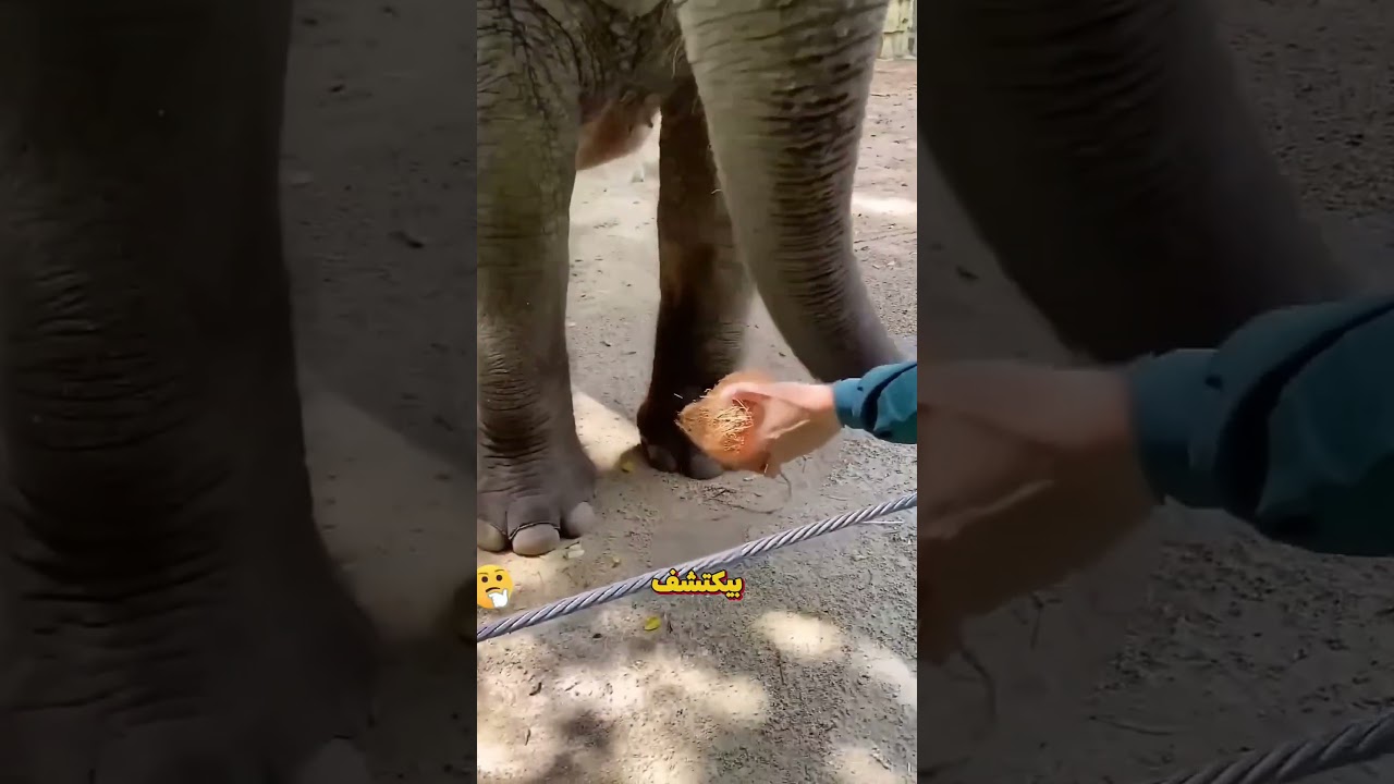 القوة أم الذكاء؟ تحدي جوز الهند للفيل #shorts