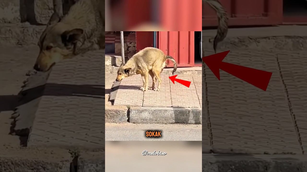 Annesi Bıraktı, O Hayata Tutundu 🥹