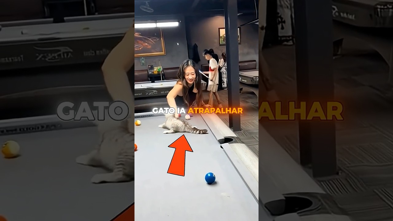 O GATO QUE PENSA QUE É PROFISSIONAL DE SINUCA 😂🐾