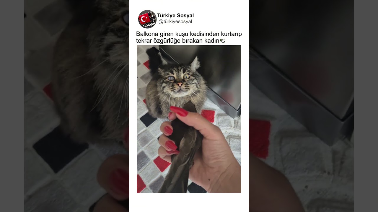 Kediden Kurtardığı Kuşu Tekrar Özgürlüğe Bırakan Kadın🕊👏