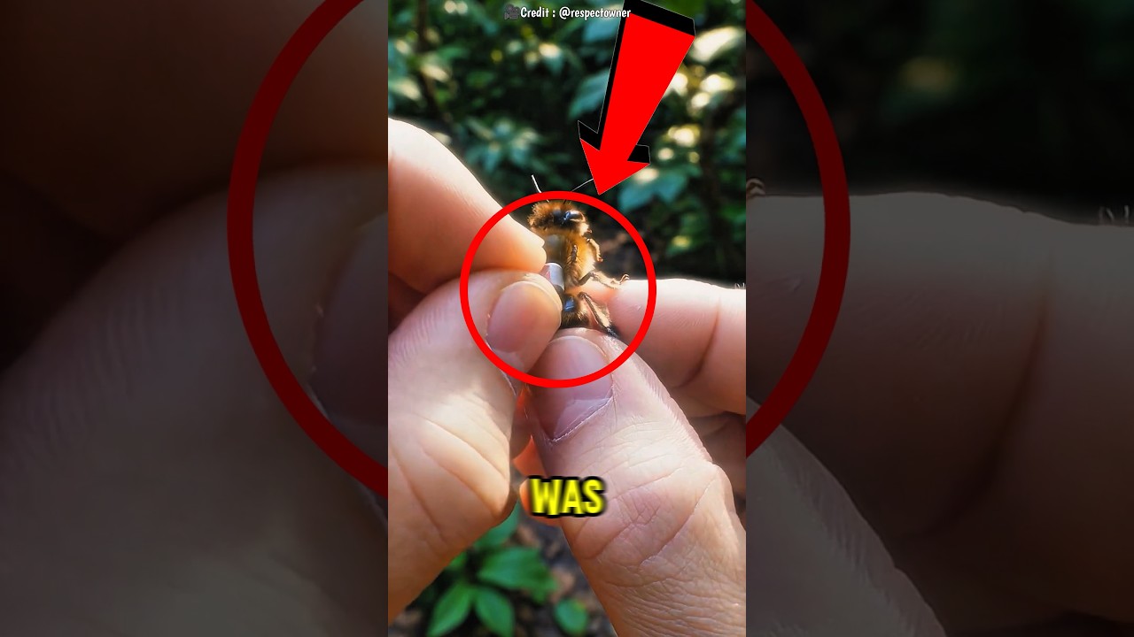 He Put a GoPro on a Bee Then THIS Happened 🐝😱 #shorts #cute #vitalshorts #trends #catcartoon #tiktok