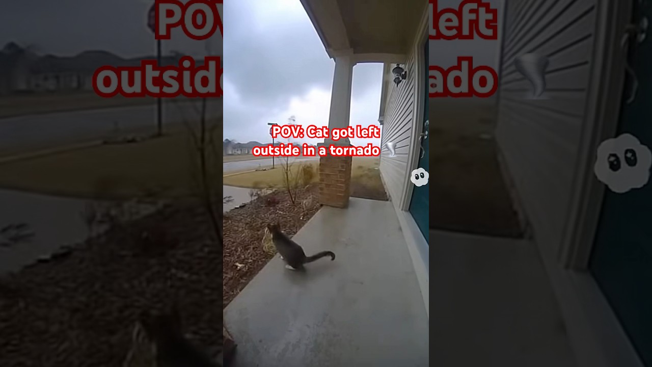 Tornado took my cat for a spin #tornado #spin #wind #cat #catlovers #catvideos #mycat #cats #viral￼
