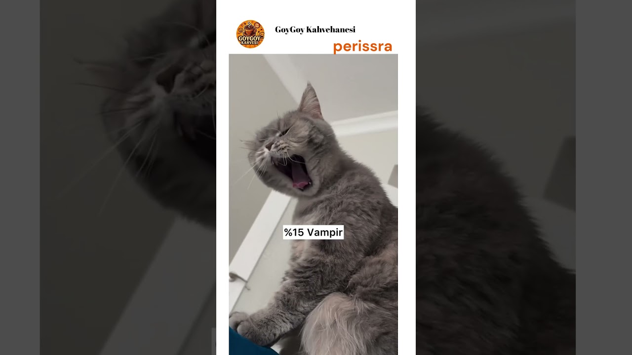 Kedinin DNA testi 😻😂
