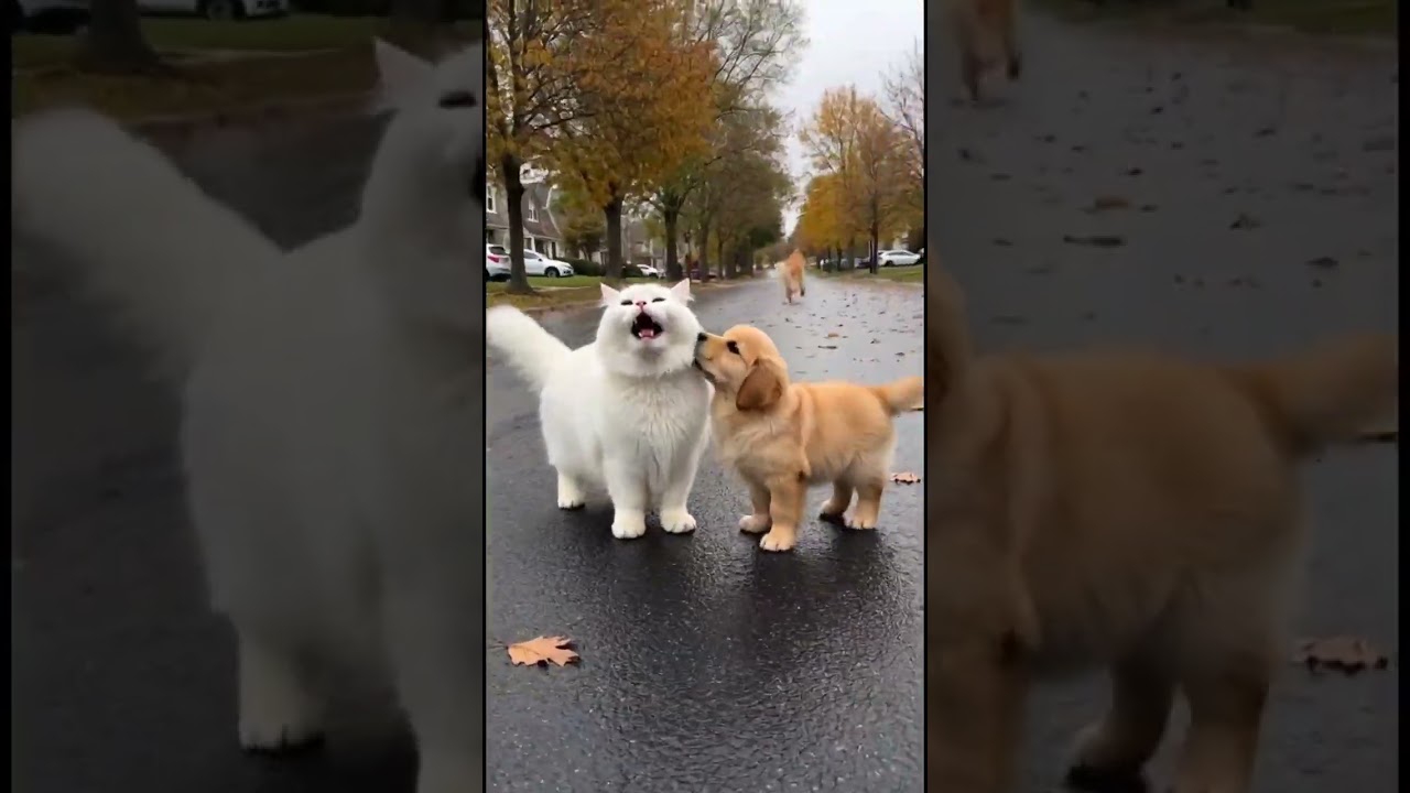 Family isn't about species #redruby #funny #catdog #viral #trending