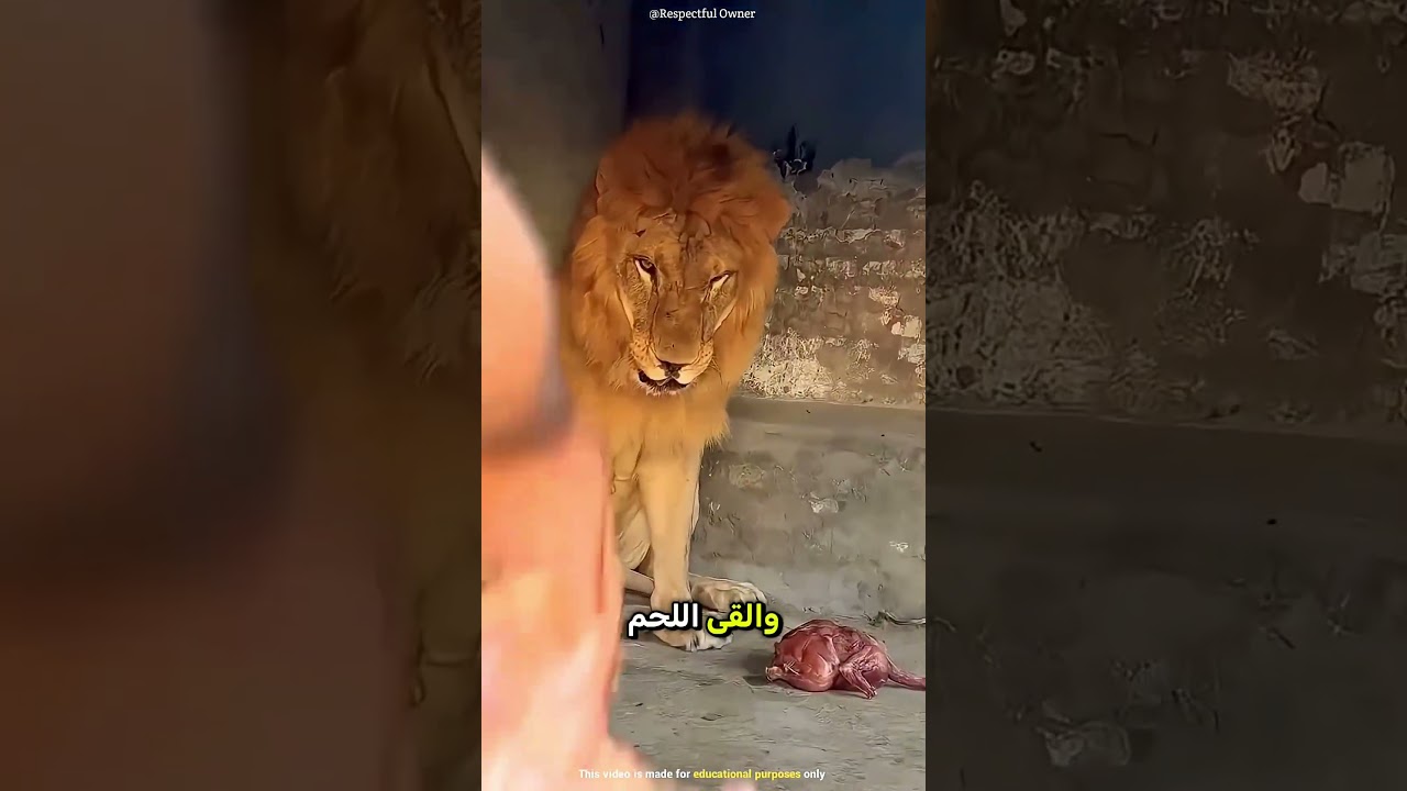 لا تفعل هذا أبدًا! 🛑 مواجهة مرعبة مع ملك الغابة 🦁