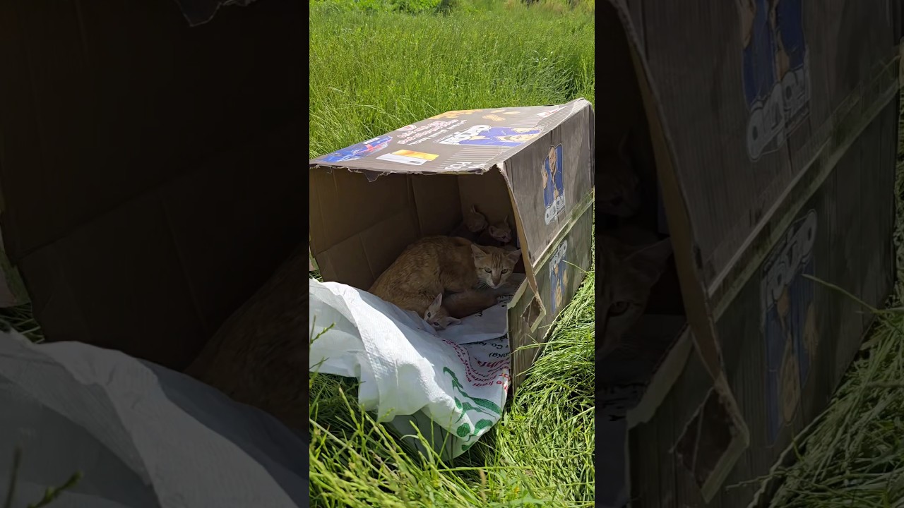 شي غريب داخل كارتون ##shorts