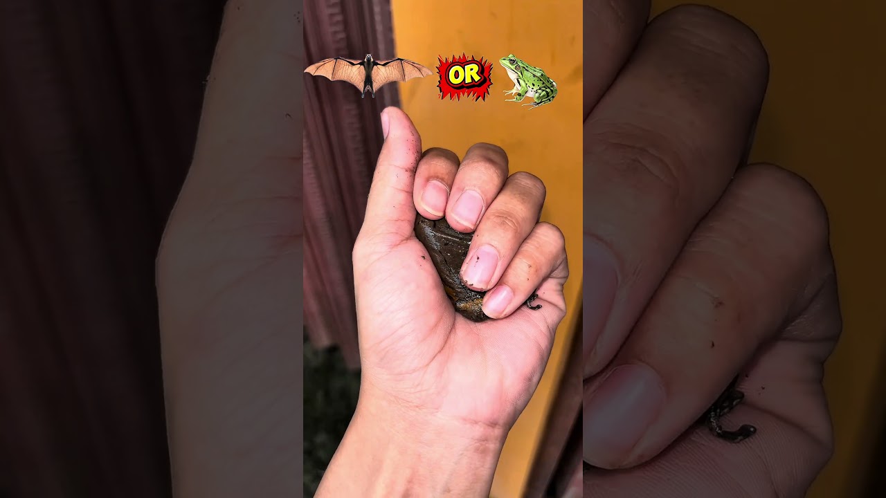 Kelelawar 🦇 atau katak 🐸