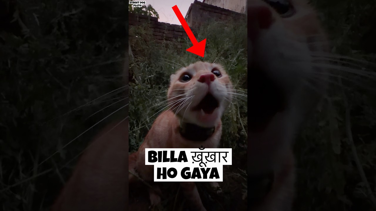 Billa Ko Kya Ho Gaya 😱