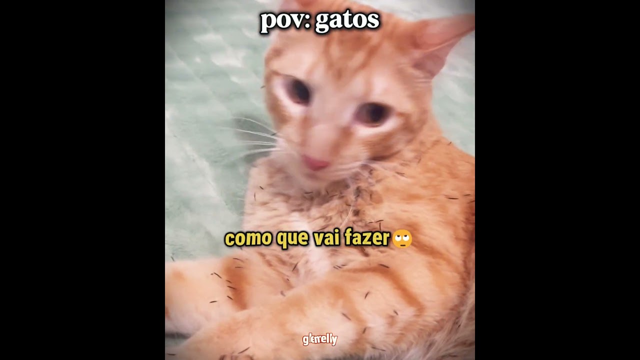 esse gato resolveu fazer um unboxing e foi hilário kkkk | #humor #gatos #engraçado #shorts