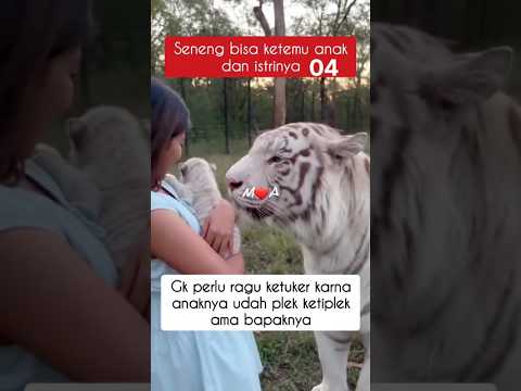 🐯🐯🐯 SENENG BISA KETEMU ANAK DAN ISTRINYA😍 #harimau #tiger #animals #anabul #harimaulucu