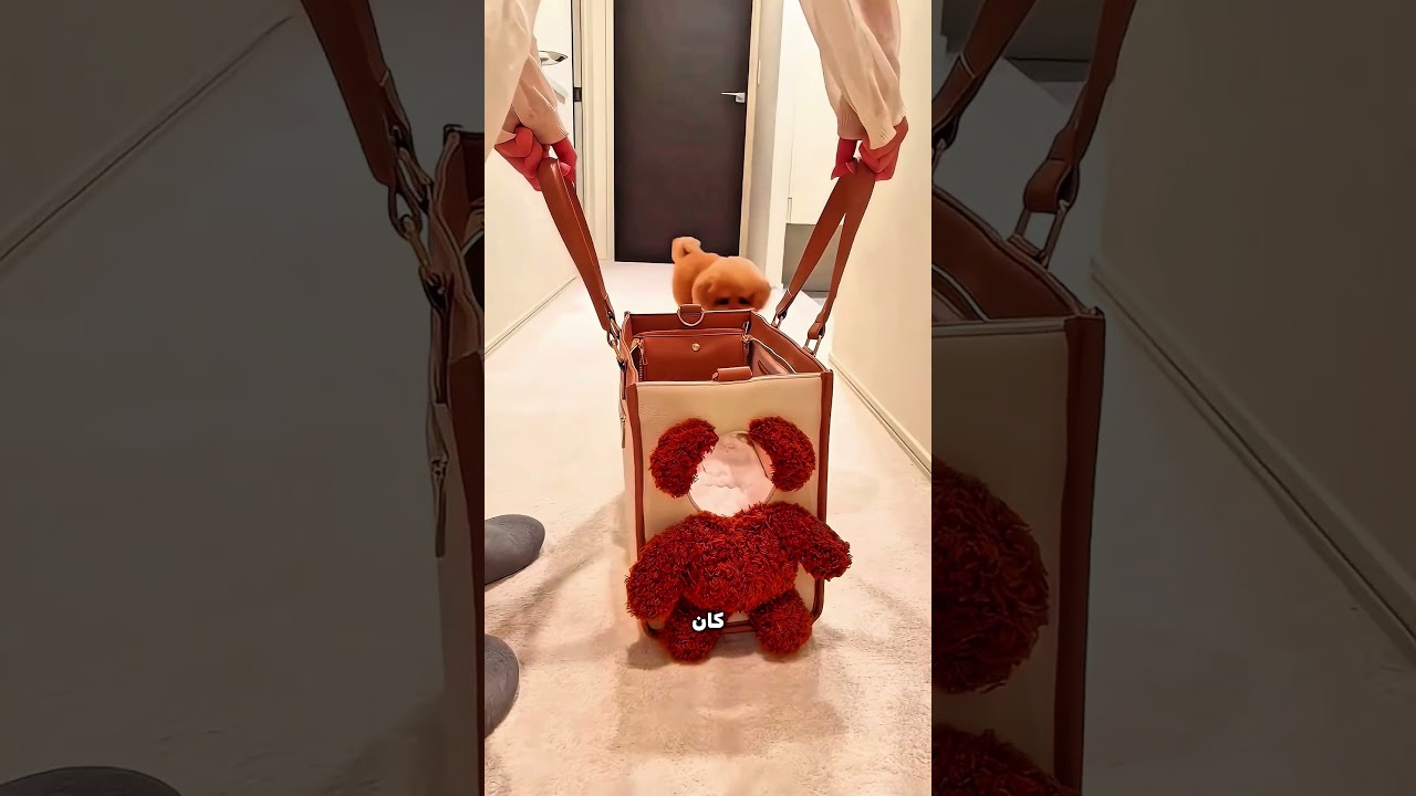الجرو ده أذكى مما تتخيل… فهم الماكينة من أول مرة! 😳🐶