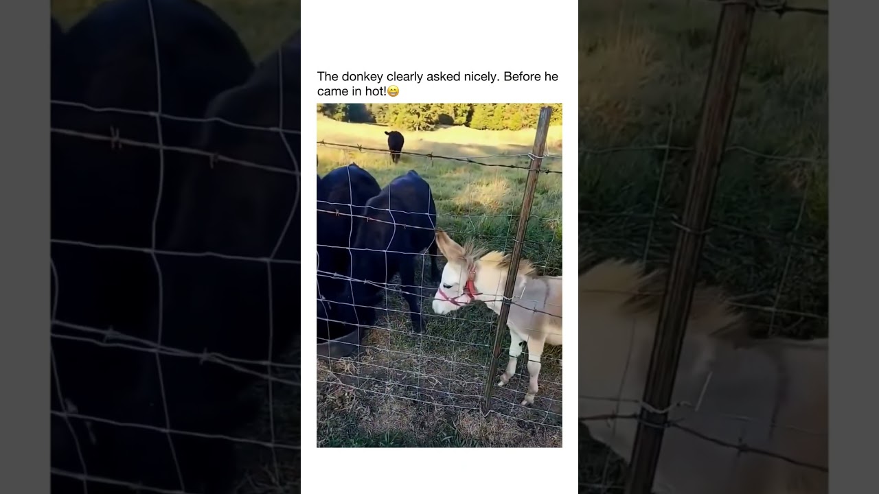 Clearly NOT his first time doing this.