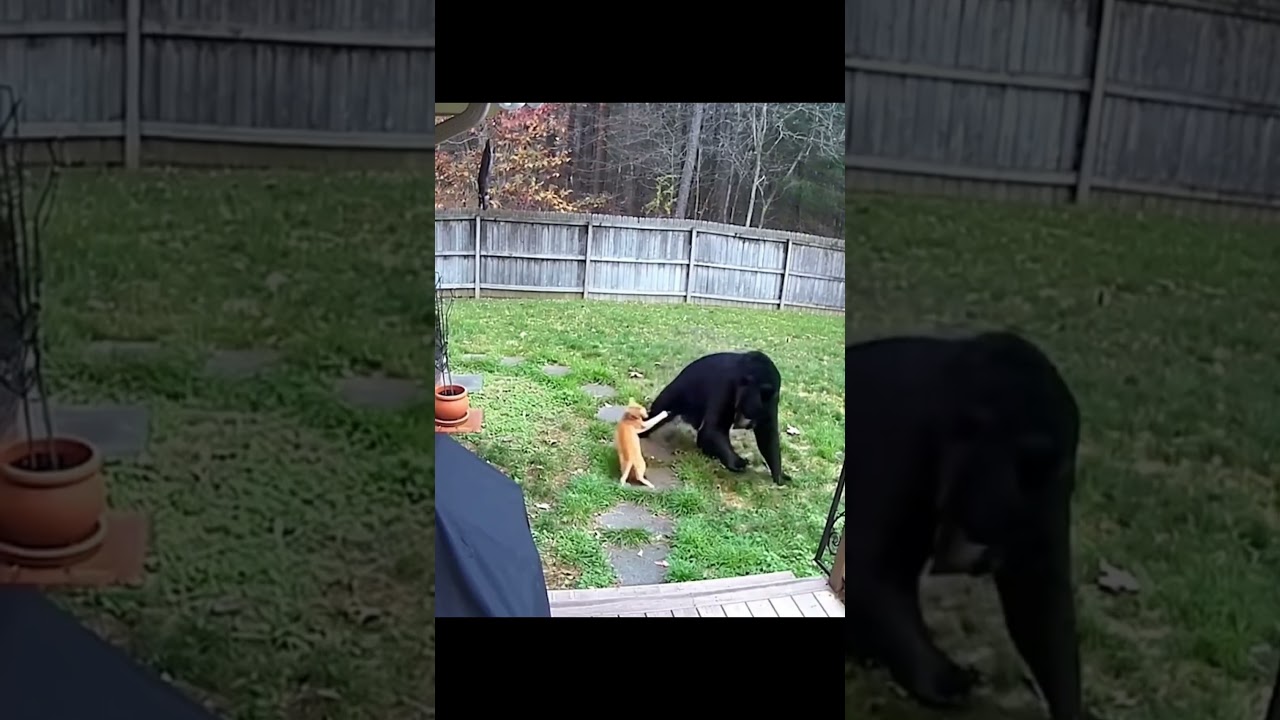 The brave cat does not give up and chases the bear away #bear #animals #cat