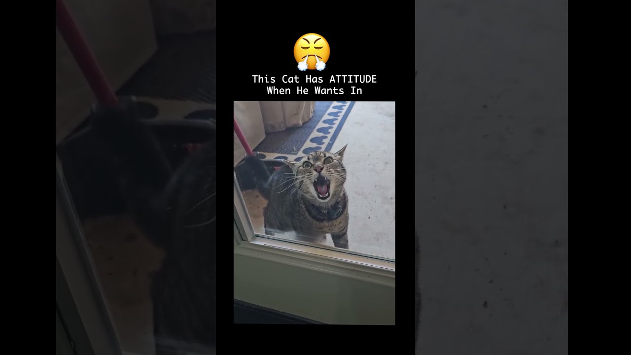 Cat Runs Off, Comes Back Yelling At The Door