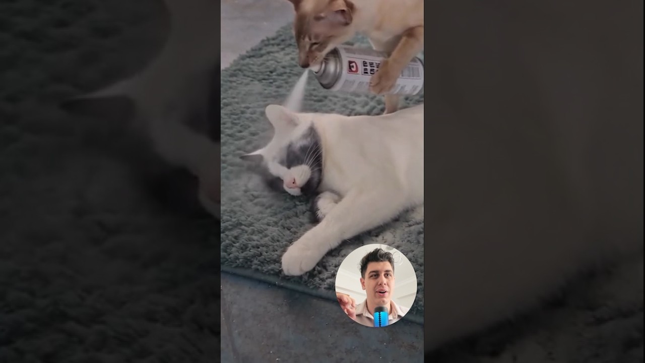 Kediyi spreyle boyayla boyadı! 🤨