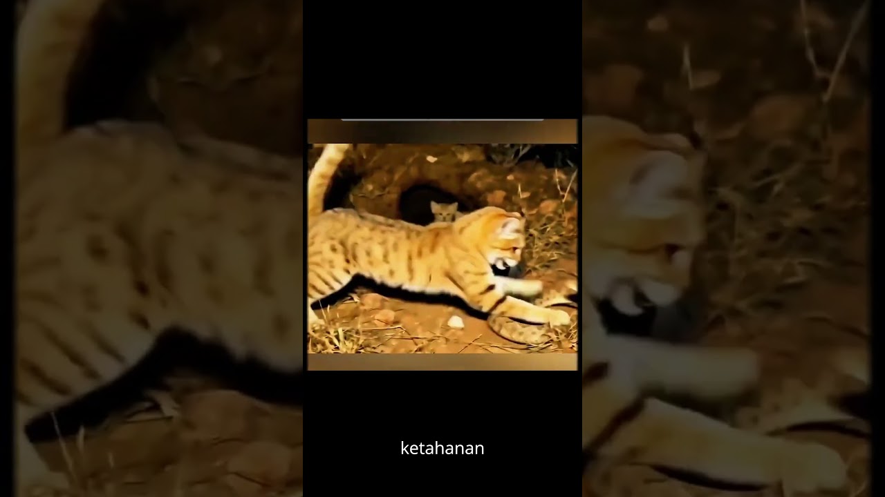 balas dendam induk kucing pasir, setelah anaknya dimangsa ular Derik, #fyp