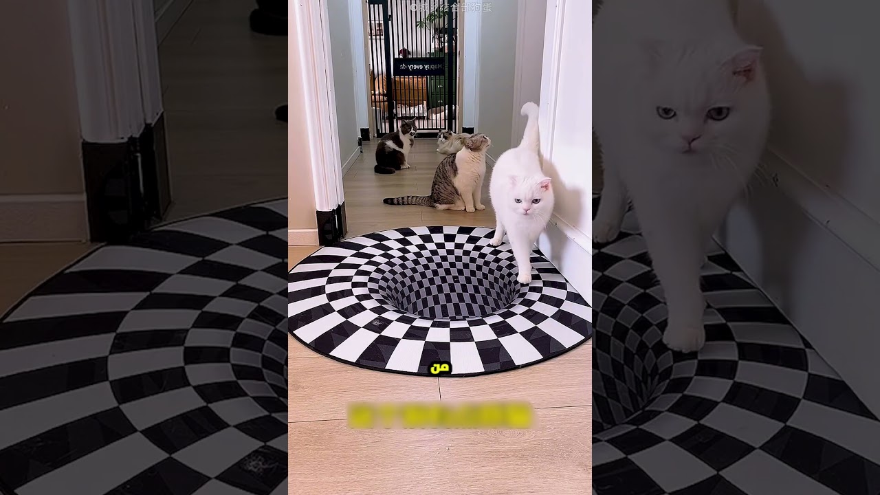 البنت دي عملت خُرم وهمي على الأرض علي شكل  دوامة عشان تخوف القطط 😱🐈