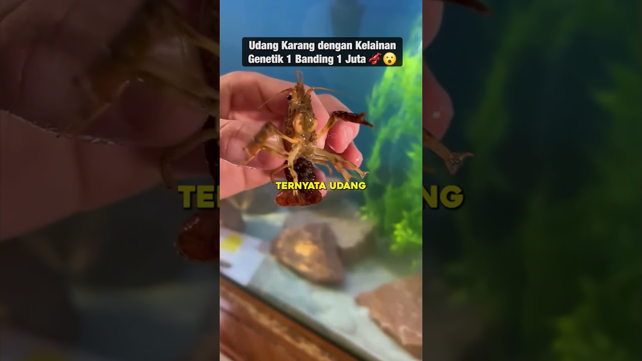 Peluang Kelainan Genetik Ini Hanya 1 Banding 1 Juta 🦞😮#udangkarang #akuarium #kelainangenetik