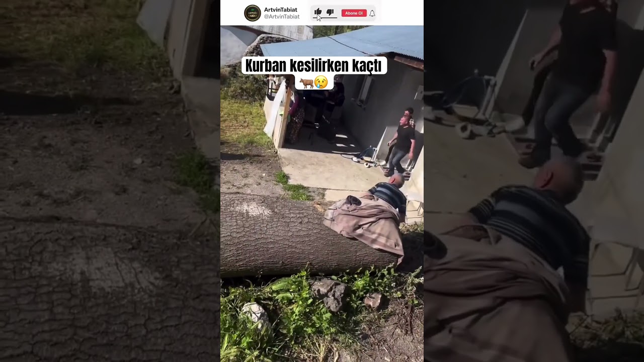 Kurban kaçtı#kurbanbayramı #kurban #hayvanlar #hayvan #hayvanlaralemi #hayvancılık #kaçış #comedy