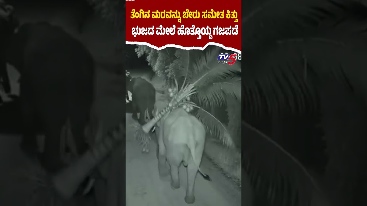 Elephant Raid in Naithalapura; ತೆಂಗಿನ ಮರವನ್ನು ಬೇರು ಸಮೇತ ಕಿತ್ತು ಭುಜದ ಮೇಲೆ ಹೊತ್ತೊಯ್ದ ಗಜಪಡೆ