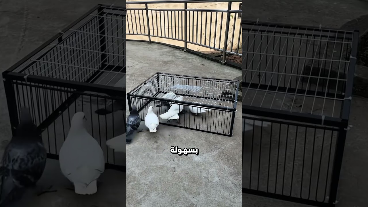 هذا القفص لا يسمح للطيور بالخروج! 🤯