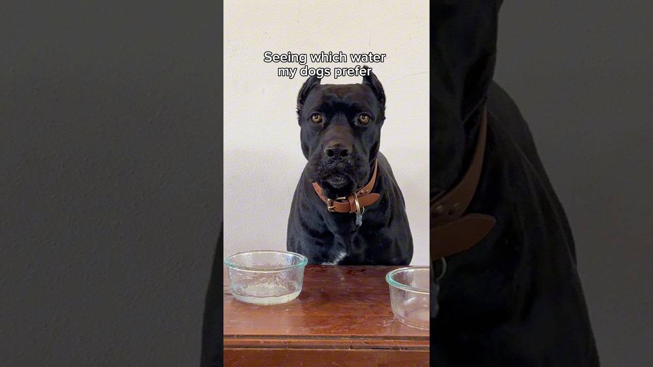 ARE YOU KIDDING ME ONYX?! 🤣🤭Wait until the end🤯