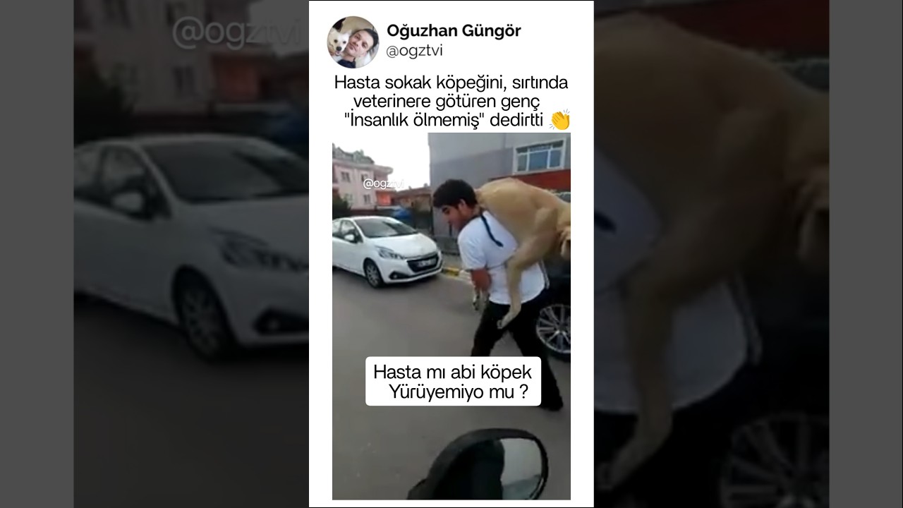 Sokak köpeğini sırtında veterinere götüren genç
