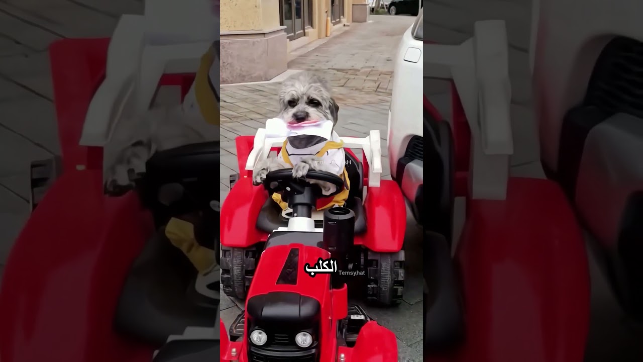 الكلب بيتصرف بطريقة مميزة