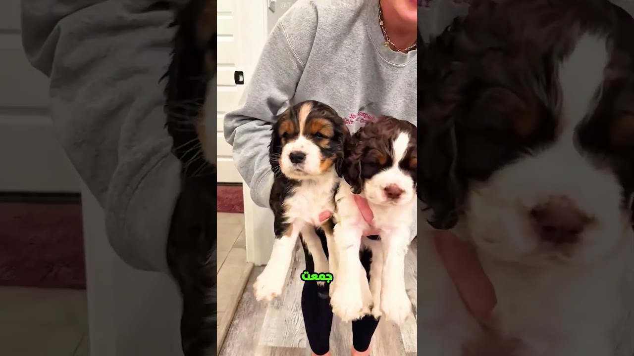 لقت "جيش" من الكلاب مستخبي ورا الكنبة.. مش هتصدق عددهم كام! 😱🐕