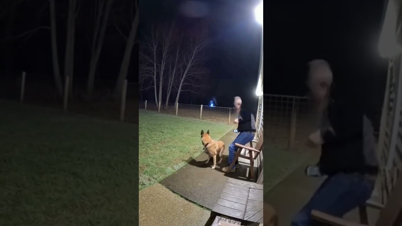 perro alerta a su dueño del peligro que lo acecha #animales #mascotas #aterrador #perros #ias #ia