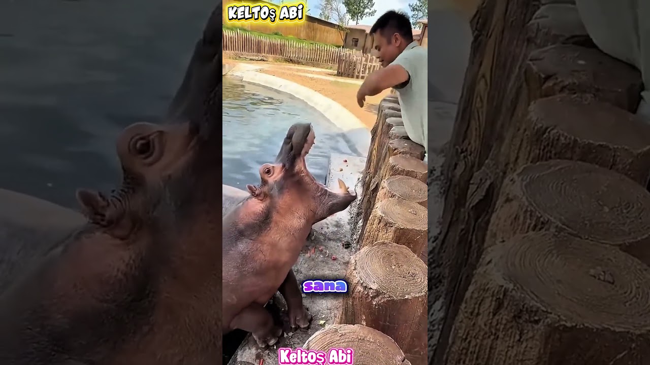 🍉 Osman'a Karpuz Yok Gardaş! 😂