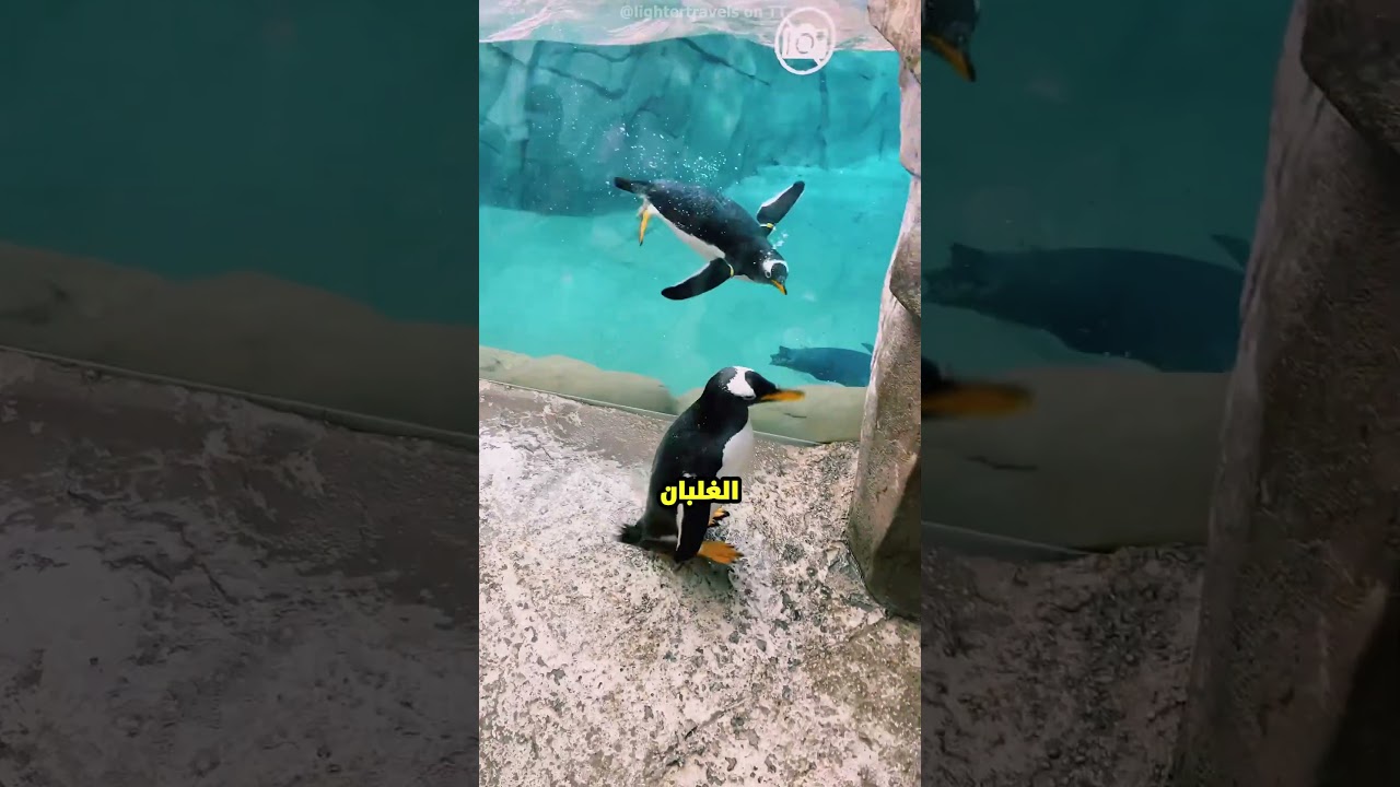 البطريق ده وقع بره الحوض واتمرمط.. مش هتصدق مين أنقذه! 😱🐧