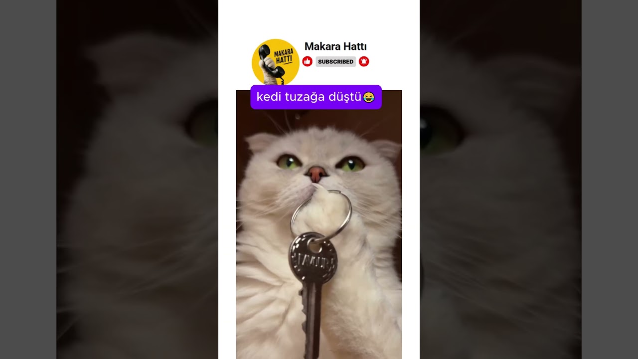 kedi kendi yaptığı tuzağa düştü 😂
