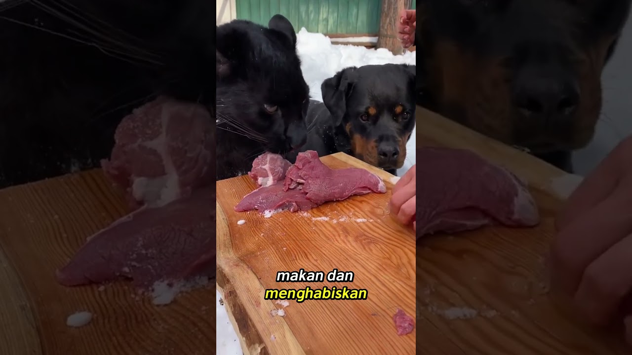 Anjing Ini Dijaga Macan Kumbang! Kisah Persahabatan Tak Terduga 🖤 #animals #hewanbesar