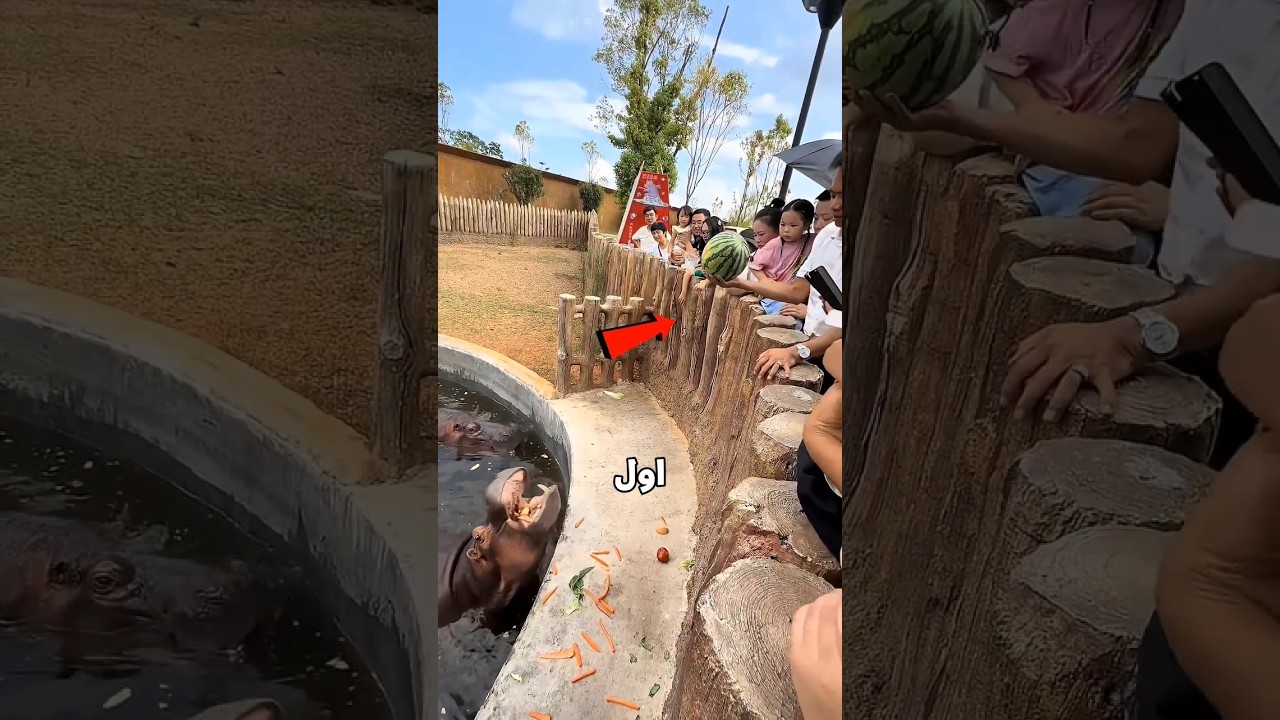 فرس النهر فشل فى البطيخة🥹❤️‍🩹