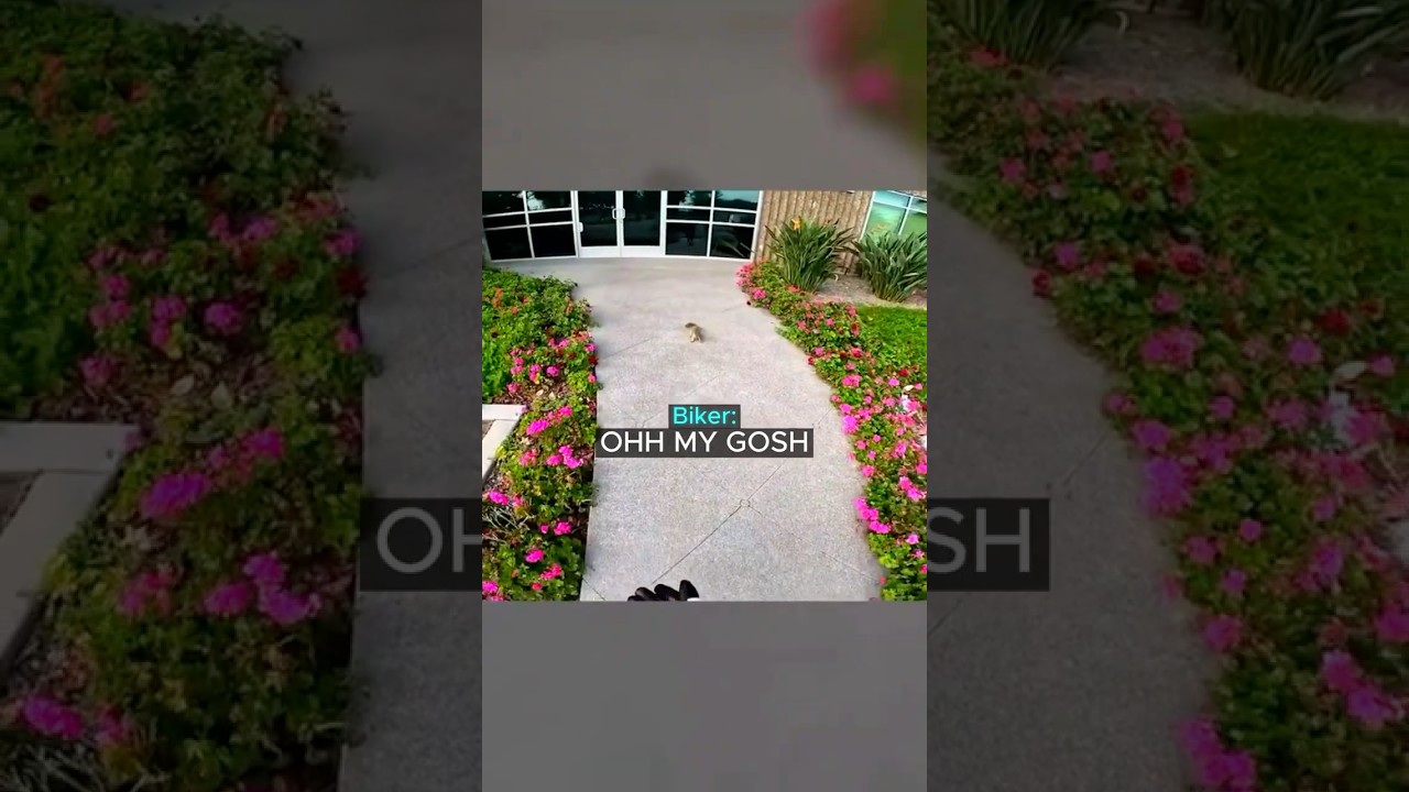 Biker Has the Most Random Encounter Ever 😭