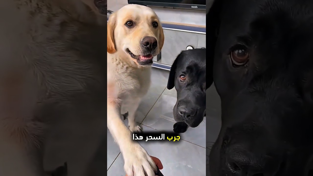 يشتري الطعام لأصدقائه بطريقة مميزة! ❤️