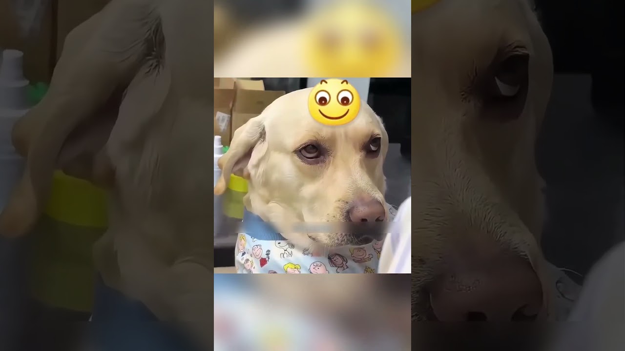 Hero Dog on Six Wheels #shorts