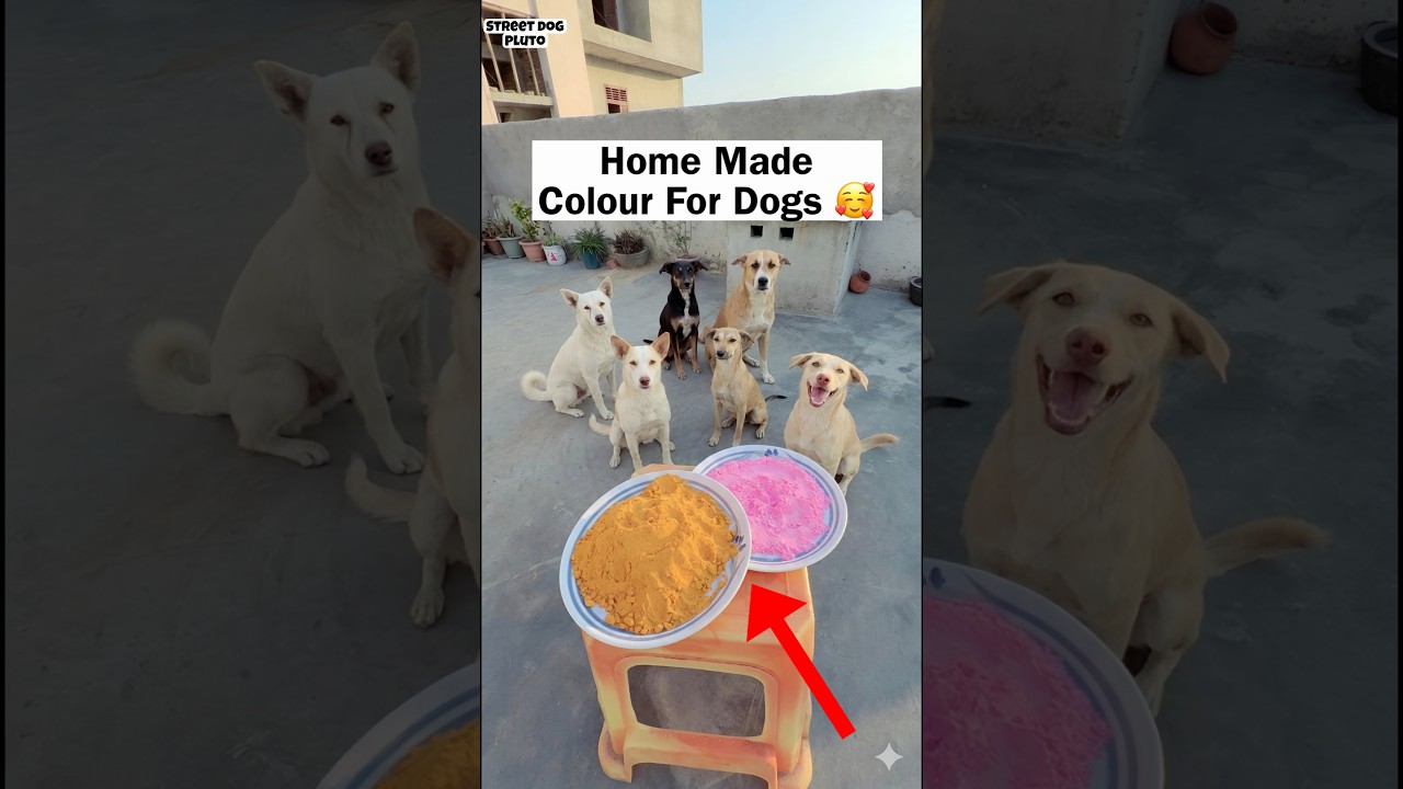 Herbal Holi Colour Making | HOMEMADE GULAL