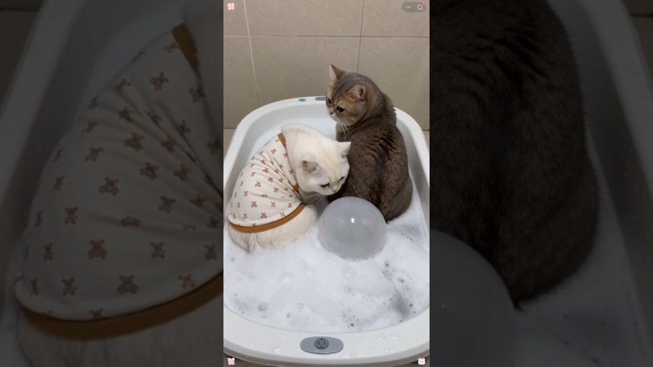 ¡Este video te ara REÍR!🤣🐱💨 #humor #cat #cats #cute
