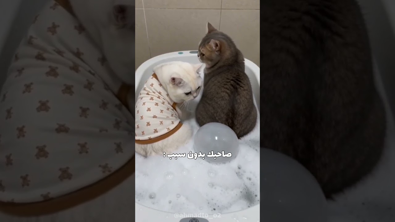 يع 😂🤣 #viral #اكسبلور #cat #كوميديات #قطط #هتضحك