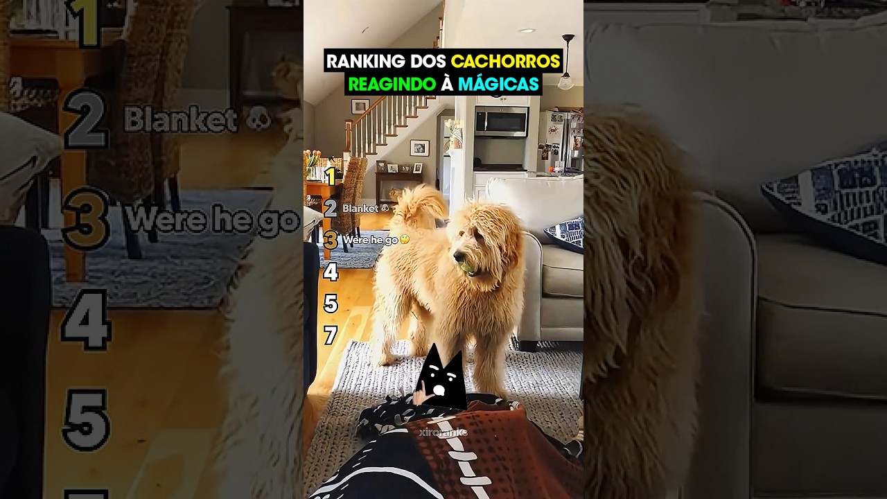 RANKING DOS CACHORROS REAGINDO À MÁGICAS