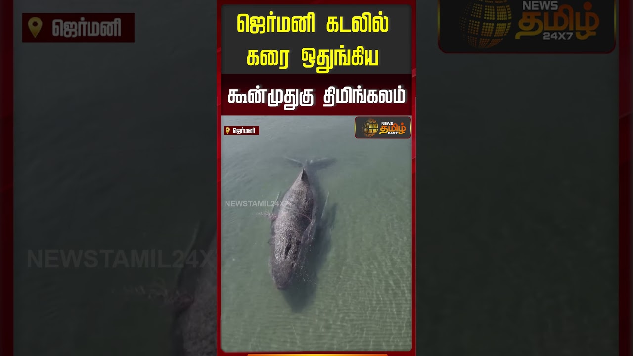 ஜெர்மனி கடலில் கரை ஒதுங்கிய கூன்முதுகு திமிங்கலம் | Whale Rescue | German Coast