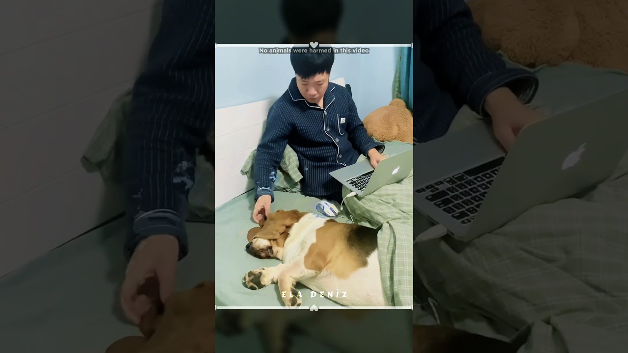 Dünyanın En Uzun Kulaklı Köpeği 🤍🐶