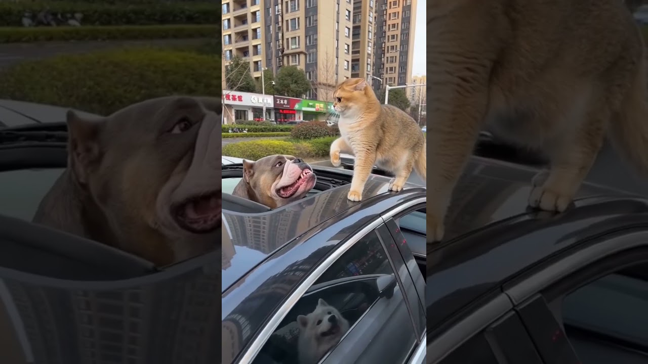 猫咪团团这次是真“虎”啊！！“大哥”都敢揍了！！哈哈哈…… 这猫咪是真“虎”啊！#萌宠 #萌宠出道计划 #萌宠日常记录 #猫咪 #动物的迷惑行为