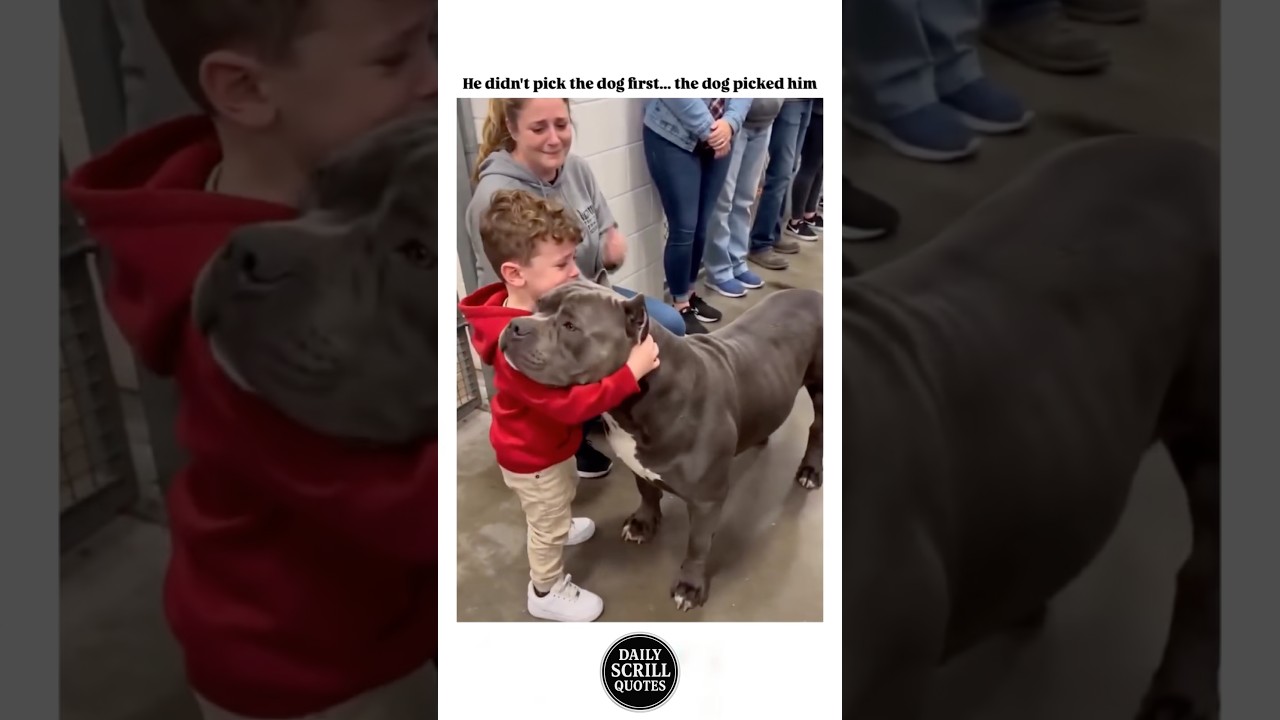 ♥️🔥 #scrillhassan #chicago  #california #detroit #funny #comedy #shorts #fyp #gfunk #dog #kids
