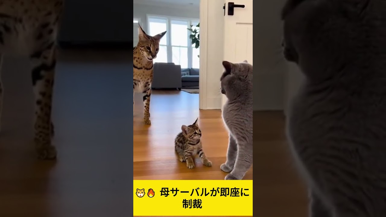 🐱🔥 母サーバルが即座に制裁 I Savannah Mom Delivers Instant Karma