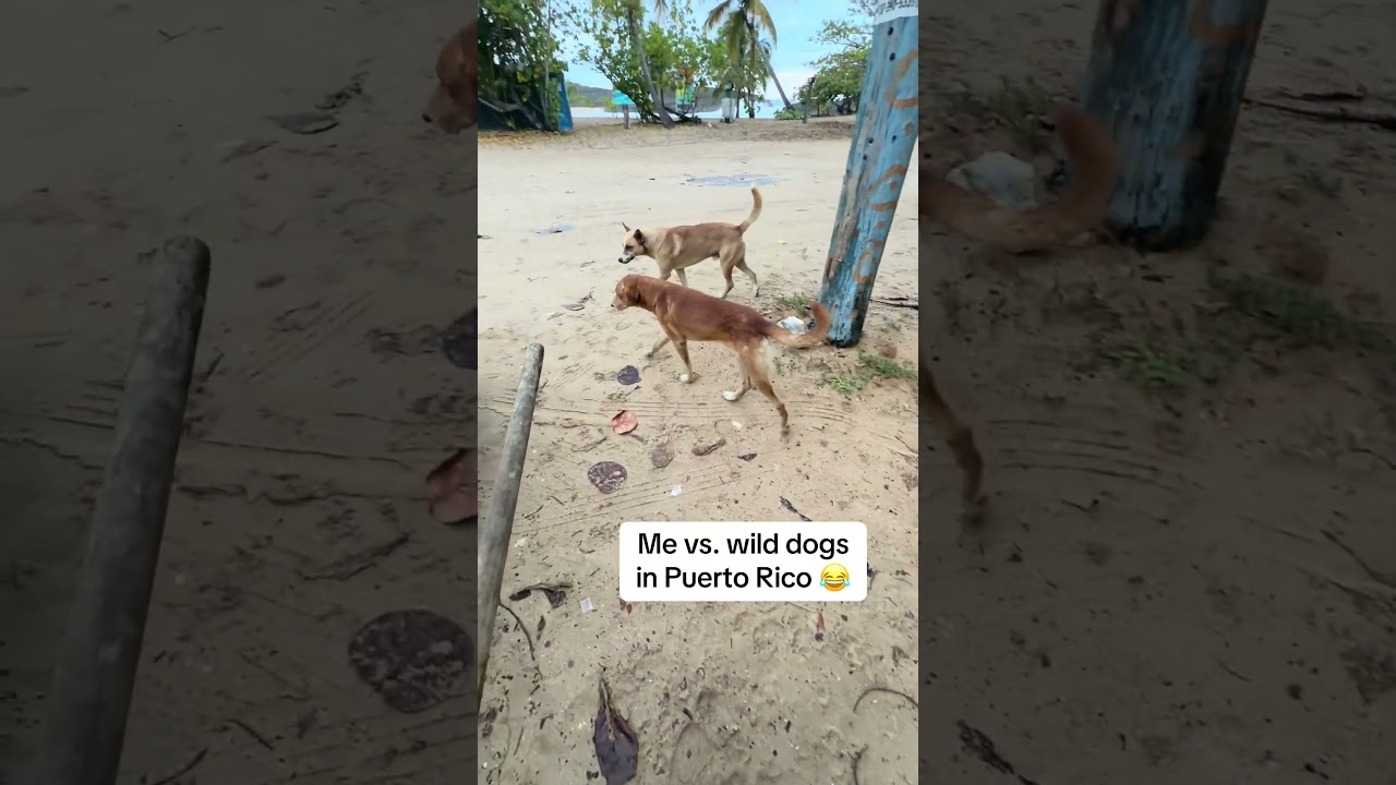 The way the dogs kept eyeing the stick 😭